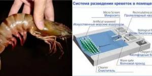 Разведение креветок: бизнес-план